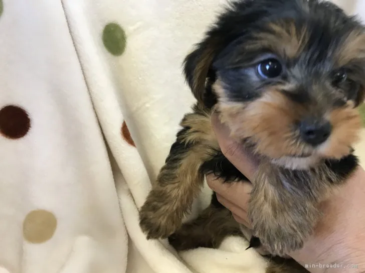 ID：1806-01233の子犬