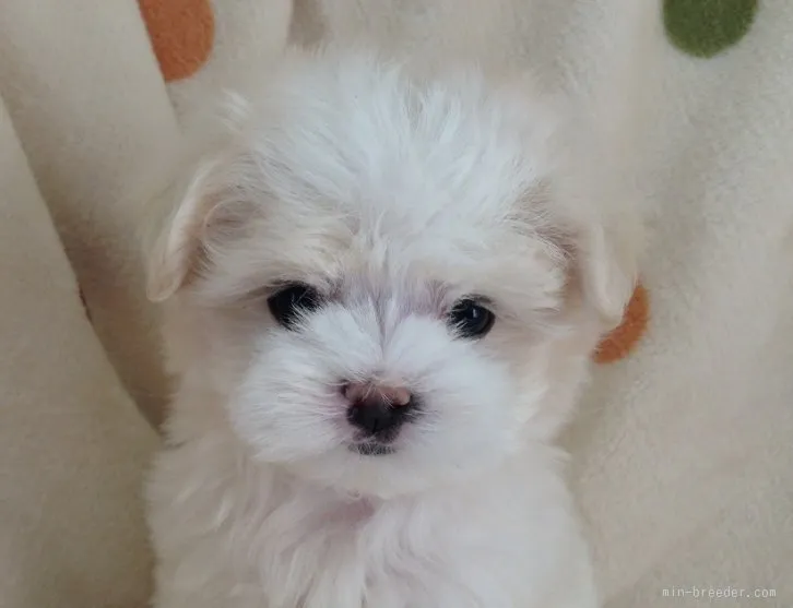 シュガー 様のお迎えした子犬