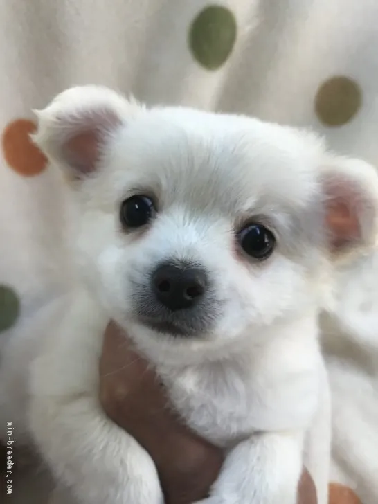 ID：1710-01990の子犬