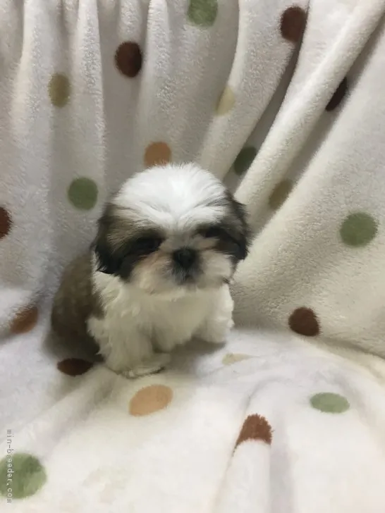 ID：1901-01514の子犬
