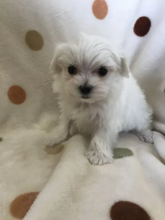 わんわん 様のお迎えした子犬