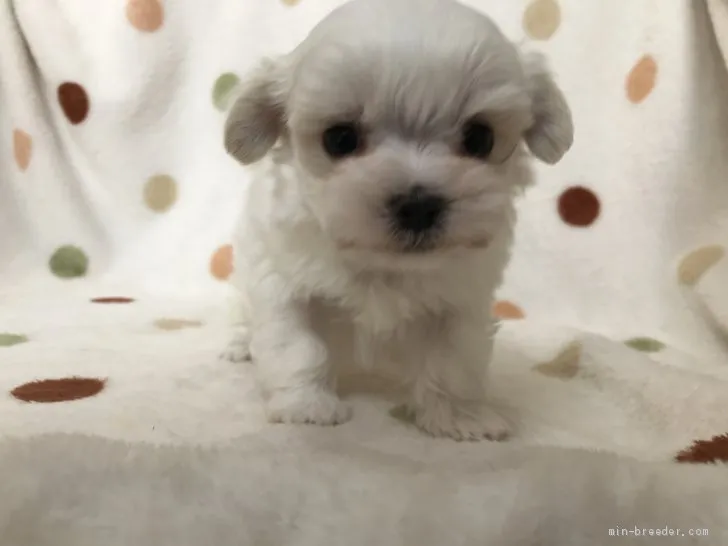 ID：2104-00668の子犬
