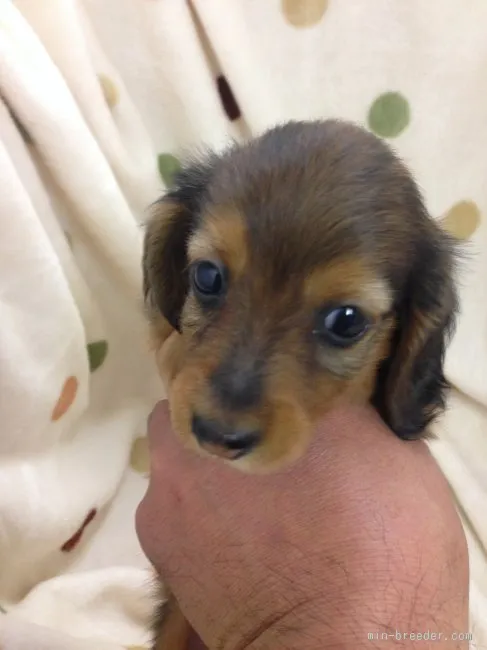 ID：1512-00218の子犬