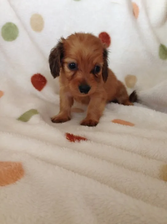 ID：1609-00109の子犬