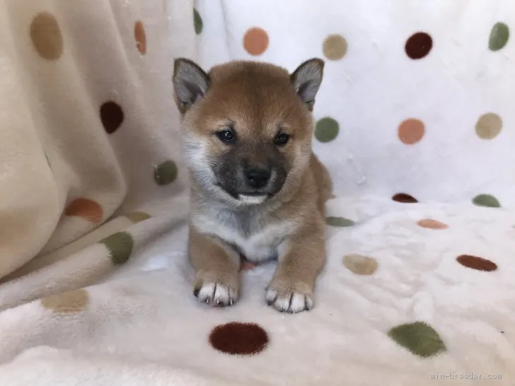 ID:2003-01817の子犬