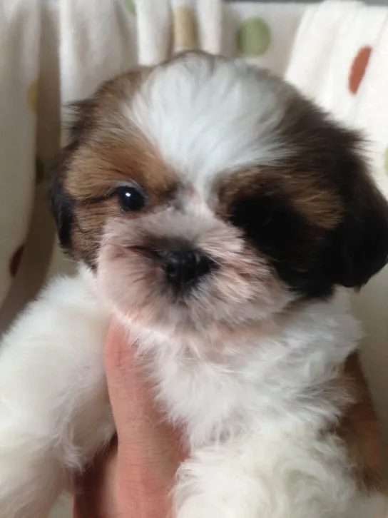 ID：1609-01167の子犬
