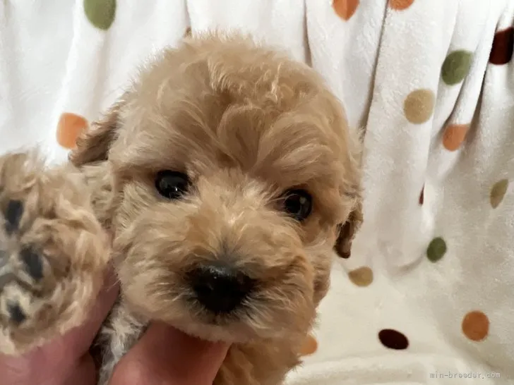 ID:2112-04150の子犬