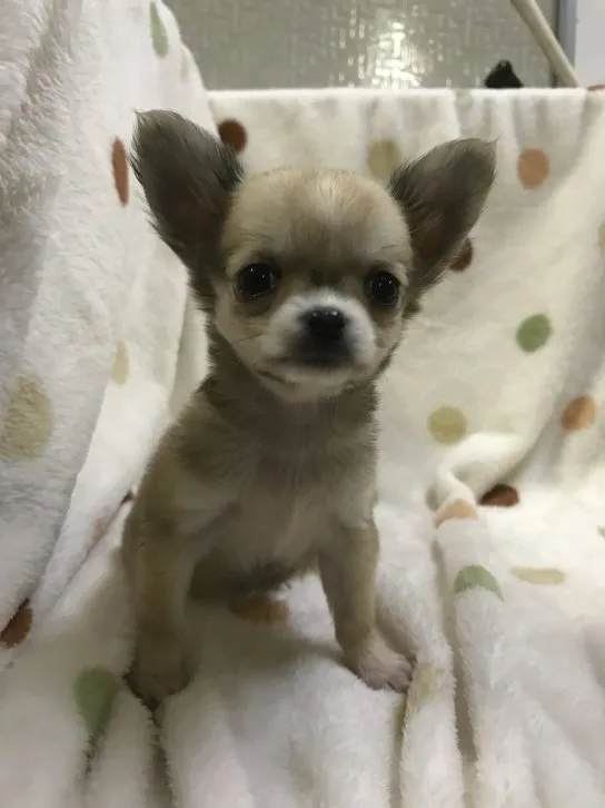 ID：1610-00691の子犬