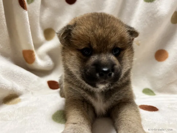 Y.I 様のお迎えした子犬