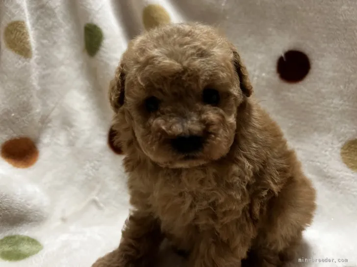M.O 様のお迎えした子犬