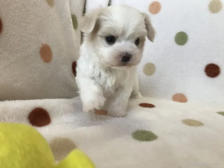 ID:2004-03152の子犬