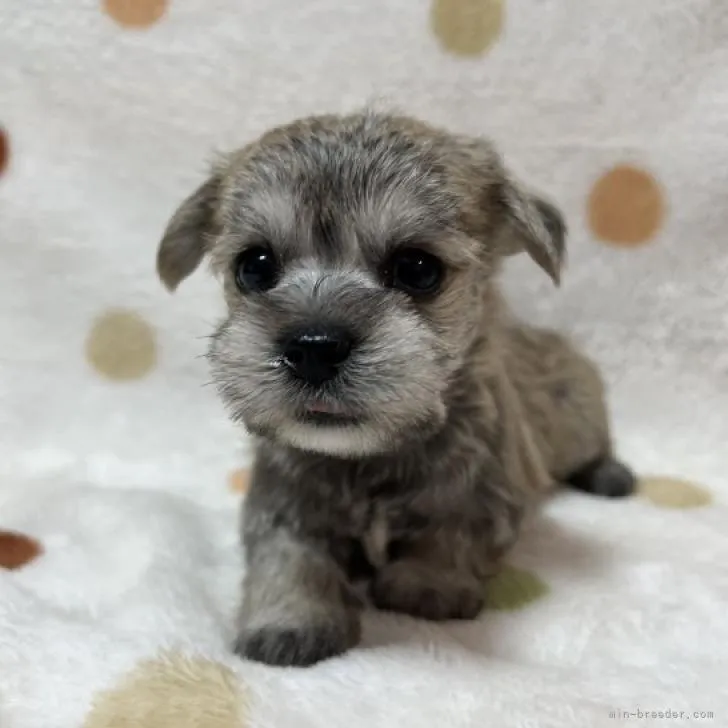 ID:2212-01666の子犬