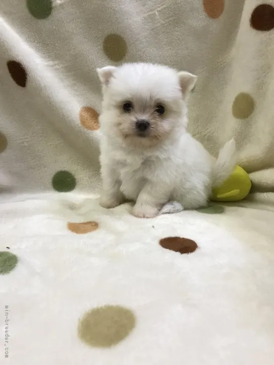 ID：1709-02819の子犬