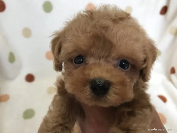 ID：2106-02652の子犬