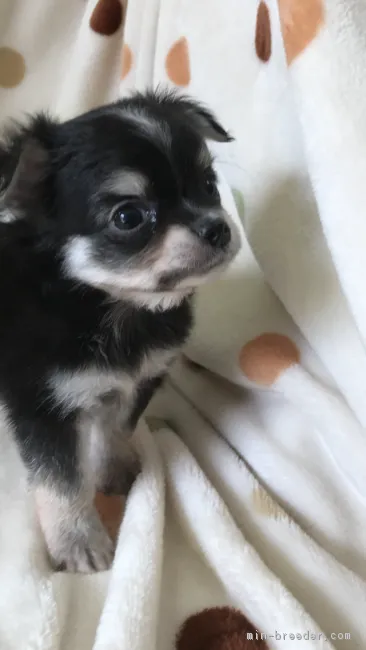 ID：1708-01151の子犬