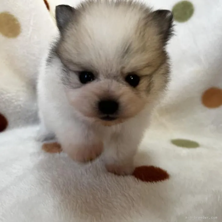ID:2210-04724の子犬