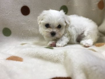 マルチーズ【岐阜県・女の子・2019年5月23日・ホワイト】の写真「お顔だけじゃなく、仕草も可愛い♪」