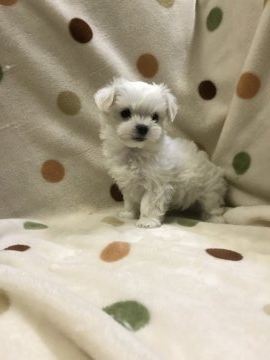 マルチーズ【岐阜県・男の子・2017年11月3日・ホワイト】の写真「お顔だけじゃなく、仕草も可愛い♪」