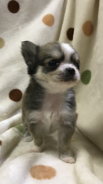 チワワ(ロング)【岐阜県・男の子・2017年8月20日・フォーン&ホワイト】の写真「くりくりお目めですよ♪」