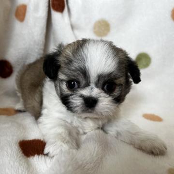 母 シーズー 父 チワワ【岐阜県・女の子・2022年7月1日・ホワイトゴールド】の写真「くりくりお目めですよ♪」