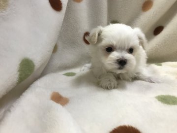 マルチーズ【岐阜県・女の子・2019年1月19日・ホワイト】の写真「お顔だけじゃなく、仕草も可愛い♪」