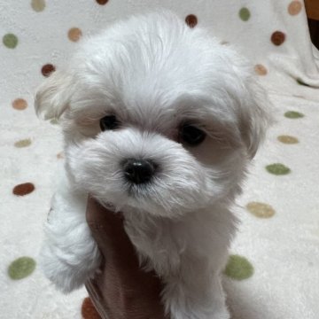 マルチーズ【岐阜県・男の子・2023年3月24日・ホワイト】の写真「くりくりお目めですよ♪」