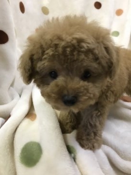 トイプードル(タイニー)【岐阜県・男の子・2017年9月3日・アプリコット】の写真「くりくりお目めですよ♪」