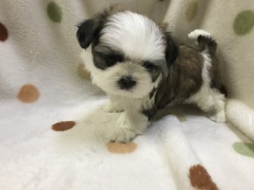 シーズー【岐阜県・男の子・2018年10月25日・ホワイトゴールド】の写真「お顔だけじゃなく、仕草も可愛い♪」