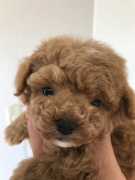 トイプードル(タイニー)【岐阜県・男の子・2020年3月19日・アプリコット】の写真「くりくりお目めですよ♪」
