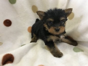 ヨークシャーテリア【岐阜県・男の子・2018年5月9日・スチールブルー&タン】の写真「くりくりお目めですよ♪」