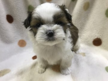 シーズー【岐阜県・女の子・2018年10月25日・ホワイトゴールド】の写真「お顔だけじゃなく、仕草も可愛い♪」
