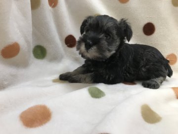 ミニチュアシュナウザー【岐阜県・男の子・2019年3月31日・ソルトアンドペッパー】の写真「くりくりお目めですよ！」