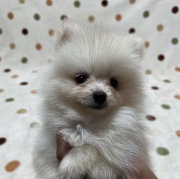 ポメラニアン【岐阜県・男の子・2024年7月2日・クリーム】の写真「くりくりお目めですよ♪」