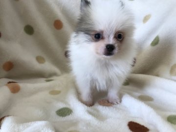 ポメラニアン【岐阜県・女の子・2018年7月12日・パーティ】の写真「くりくりお目めですよ♪」