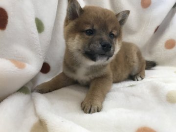 柴犬(標準サイズ)【岐阜県・男の子・2018年10月6日・赤】の写真「くりくりお目めですよ♪」