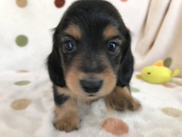 ミニチュアダックスフンド(ロング)【岐阜県・女の子・2020年2月12日・ブラックタン】の写真「お父さんはカニンヘンダックスです。」