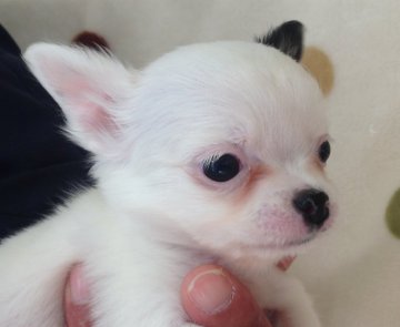 チワワ(ロング)【岐阜県・女の子・2016年1月9日・ホワイト&ブラック】の写真「くりくりお目めですよ♪」