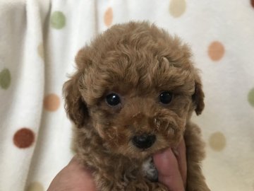 トイプードル(タイニー)【岐阜県・男の子・2021年4月15日・アプリコット】の写真「くりくりお目めですよ♪」