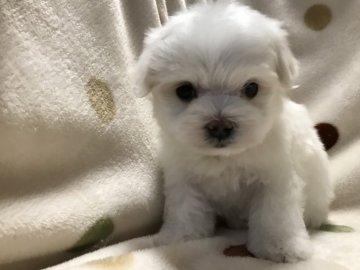 マルチーズ【岐阜県・男の子・2019年11月20日・ホワイト】の写真「お顔だけじゃなく、仕草も可愛い♪」