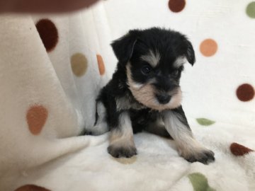 ミニチュアシュナウザー【岐阜県・男の子・2019年8月18日・ブラックシルバー】の写真「くりくりお目めですよ！」