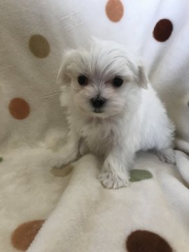 マルチーズ【岐阜県・女の子・2017年11月3日・ホワイト】の写真「お顔だけじゃなく、仕草も可愛い♪」