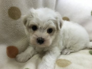 マルチーズ【岐阜県・男の子・2018年6月22日・ホワイト】の写真「お顔だけじゃなく、仕草も可愛い♪」