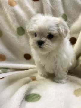 マルチーズ【岐阜県・女の子・2016年8月13日・ホワイト】の写真「お顔だけじゃなく、仕草も可愛い♪」