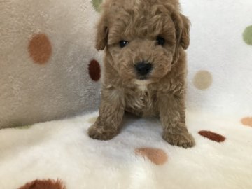 トイプードル(タイニー)【岐阜県・男の子・2020年3月19日・アプリコット】の写真「くりくりお目めですよ♪」