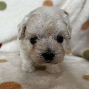 母 マルチーズ 父   トイプードル【岐阜県・男の子・2022年5月25日・ホワイト】の写真「クリクリお目めですよ！」