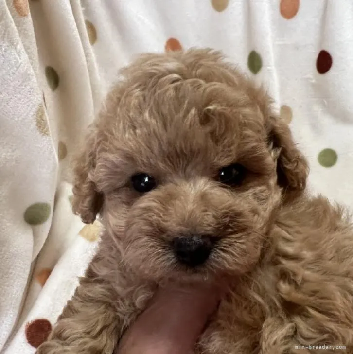 ID：2208-05270の子犬