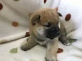 柴犬(標準サイズ)【岐阜県・男の子・2018年10月6日・赤】の写真2