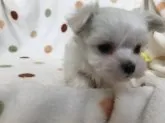 マルチーズ【岐阜県・男の子・2021年2月21日・ホワイト】の写真2