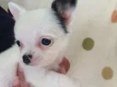 チワワ(ロング)【岐阜県・女の子・2016年1月9日・ホワイト&ブラック】の写真2