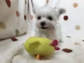 マルチーズ【岐阜県・男の子・2021年2月21日・ホワイト】の写真4